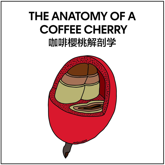 THE ANATOMY OF A COFFEE CHERRY